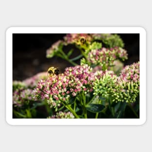 Bees On Sedum (Stonecrop) Flowers In The Garden Sticker